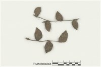 藏品(葉生角鱗蘚)的圖片